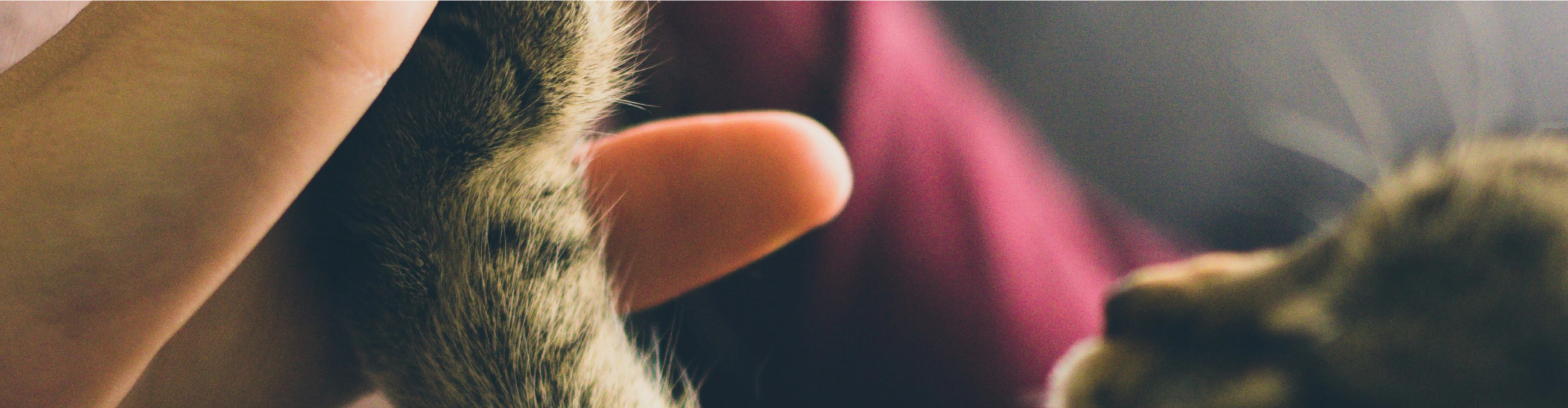 En kat som holder sin pote op mod en hånd