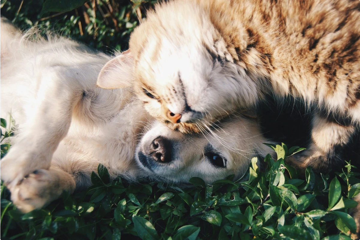 En hund og en kat ligger sammen på en glæsplæne med hovederne sammen