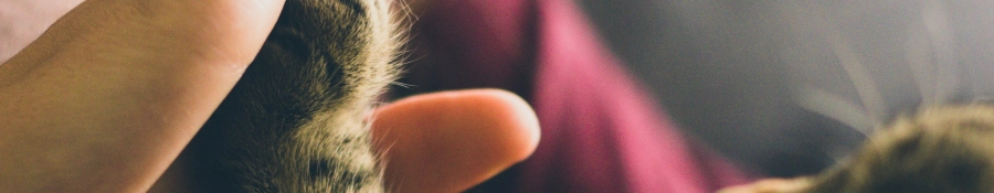 En kat som holder sin pote op mod en hånd